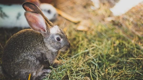 Why is Hay an Important Part of a Rabbit’s Diet?