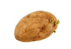 Dangerous potato eyes sprouts for pets.