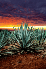 Agave plant: toxic to pets.
