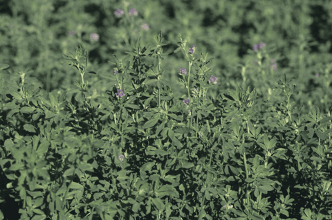 Alfalfa hay: Nutritious, safe rabbit feed.