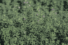 Alfalfa hay: Nutritious, safe rabbit feed.