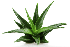 Aloe Vera plant: toxic to rabbits.