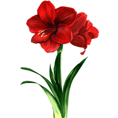 Amaryllis plant: Toxic to rabbits and pets.