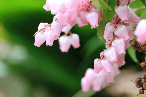 Andromeda plant: Toxic to rabbits