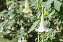 Poisonous Angel's Trumpet plant, toxic to rabbits.