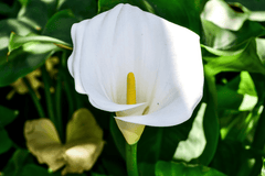 Arum lily: Toxic to rabbits.