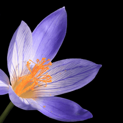 Autumn Crocus: Poisonous to rabbits