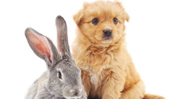 Which Pet is Easier to Take Care of: A Rabbit or a Small Dog?