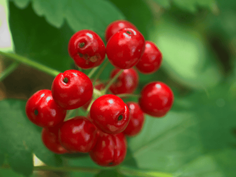 Toxic Baneberry plant: Avoid for rabbits.
