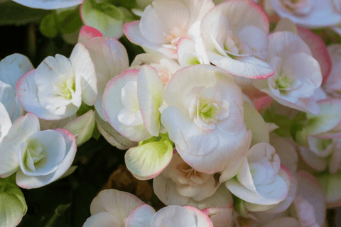 Begonia flowers, colorful but toxic to pets.