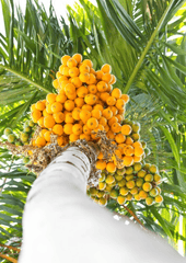 Betel-nut palm tree, toxic to rabbits.