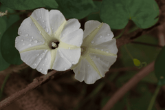 Poisonous bindweed flowers; avoid for pets.