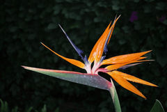 Bird of Paradise flower: toxic to pets