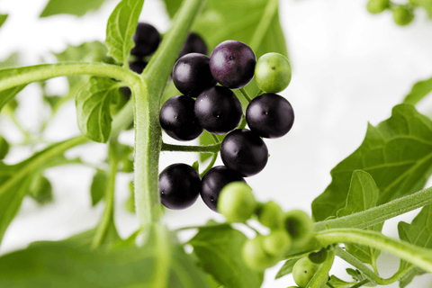 Black Nightshade: Poisonous plant, avoid for rabbits.