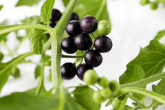 Black Nightshade: Poisonous plant, avoid for rabbits.