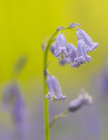 Bluebells: Toxic flowers, avoid for pets.