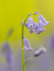 Bluebells: Toxic flowers, avoid for pets.