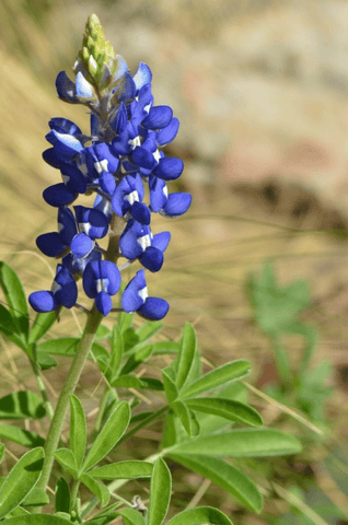 Bluebonnet flowers: toxic to pets.