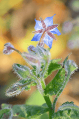 Borage plant for rabbits' treats