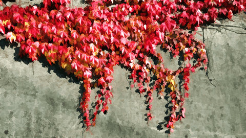 Boston Ivy plant, toxic to pets.