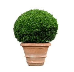 Boxwood plant: poisonous to pets
