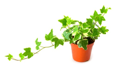 Toxic branching ivy, unsafe for rabbits.