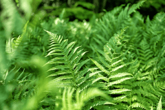 Broken fern plant, toxic to pets.
