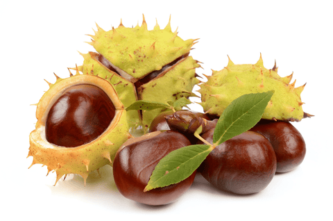 Toxic buckeye nut for rabbits.