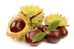 Toxic buckeye nut for rabbits.