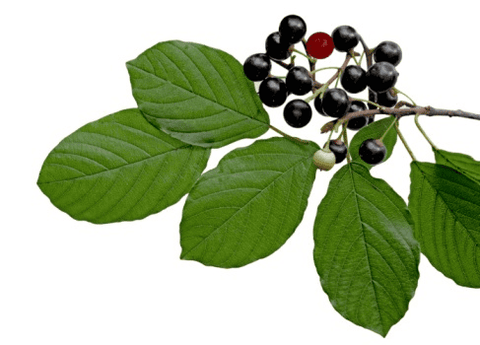 Poisonous buckthorn shrub for pets.