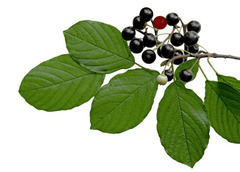 Poisonous buckthorn shrub for pets.
