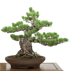 Buddhist pine plant, toxic to pets.