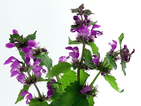 Bull Nettle plant: Toxic to pets.