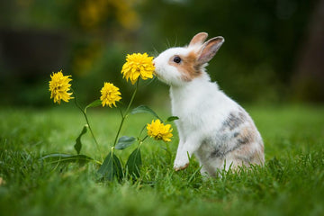 A spotted bunny rabbit standing on it's hind legs, sniffing a yellow flower in the grass