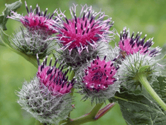 Toxic Burdock plant: avoid for pets.