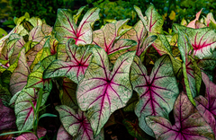 Toxic Caladium plant for rabbits