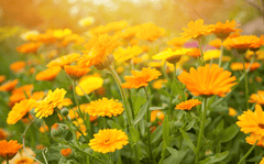 Calendula flowers for pet treats.