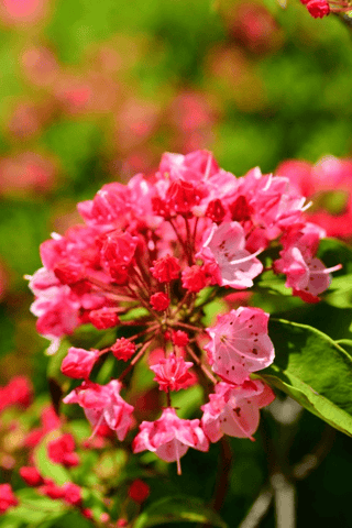 Calico bush flower: Toxic to rabbits.
