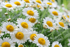 Camomile flower for pet treats.