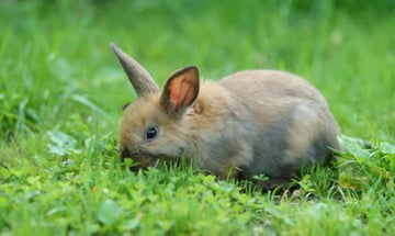 A small rabbit enjoying a taste of the green grass in their yard.