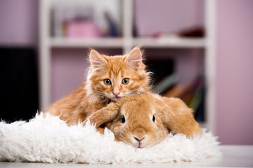 An orange kitten and brown rabbit cuddle together.