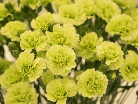 Carnation flower: toxic to pets.