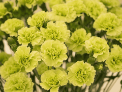 Carnation flower: toxic to pets.