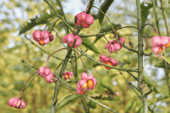 Toxic Celastrus plant with red fruit.
