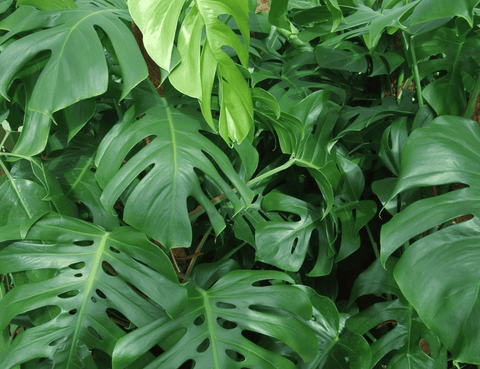 Ceriman plant, toxic to rabbits.