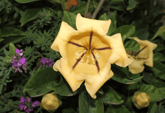 Poisonous Chalice Vine with yellow cup flowers.