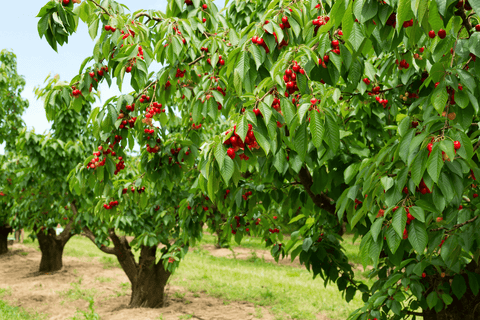 Cherry tree: Toxic to rabbits and pets