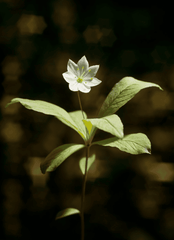 Chickweed plant: healthy rabbit treat.