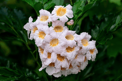 Poisonous China Doll plant, do not eat.