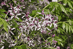 Poisonous Chinaberry tree with toxic berries.